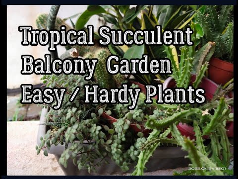 Video: Tropic Gardens - Berkebun Di Iklim Tropis