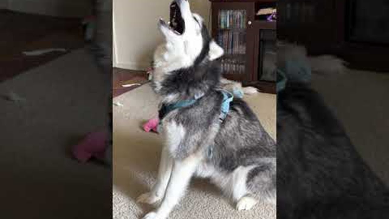 Cute Husky Puts on Concert || ViralHog - YouTube