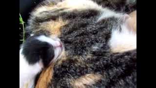100_0674.MOV