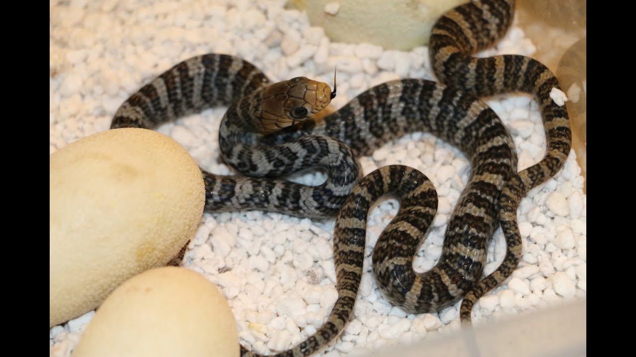 Reptile Reality-ep.18 Yellowtail Cribos