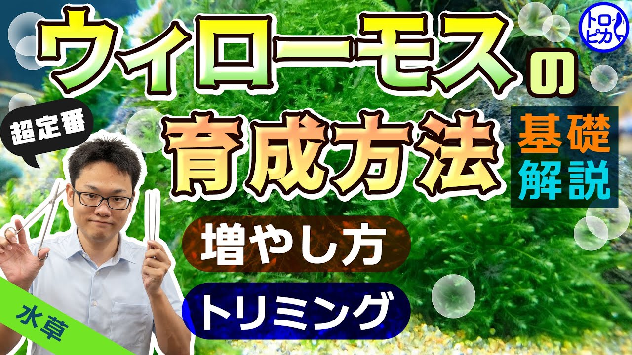 ウィローモスの飼育方法 増やし方 トリミング 種類 活着などについて 東京アクアガーデン