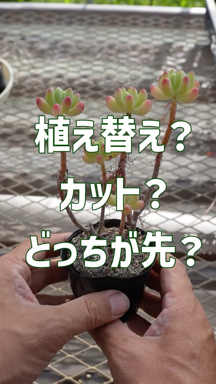 五葉松根上り(将来的に良くなると思います) Yahoo!オークション - 『 吾妻五葉松 』根上り半懸崖／将来性抜群／上