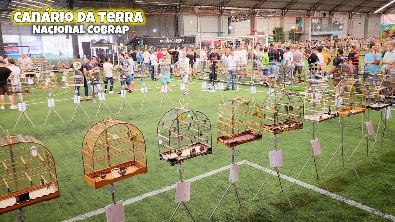 Roda Canário da Terra Torneio Nacional Cobrap Camboriú SC