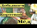 Добываем бортевой мёд. Пересаживаем пчёл из ловушек