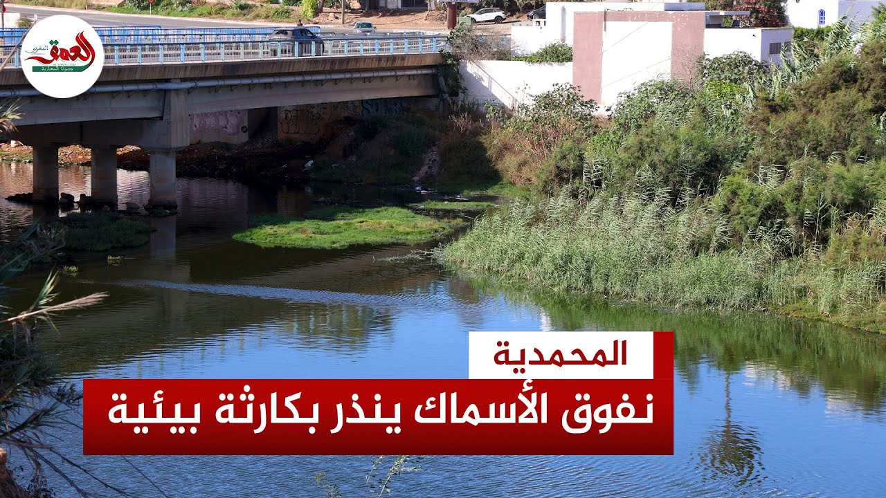كارثة بيئية بالمحمدية.. نفوق الأسماك بمصب واد نفيفيخ وتحذيرات بعد تكرار الظاهرة دون أي متابعة رسمية