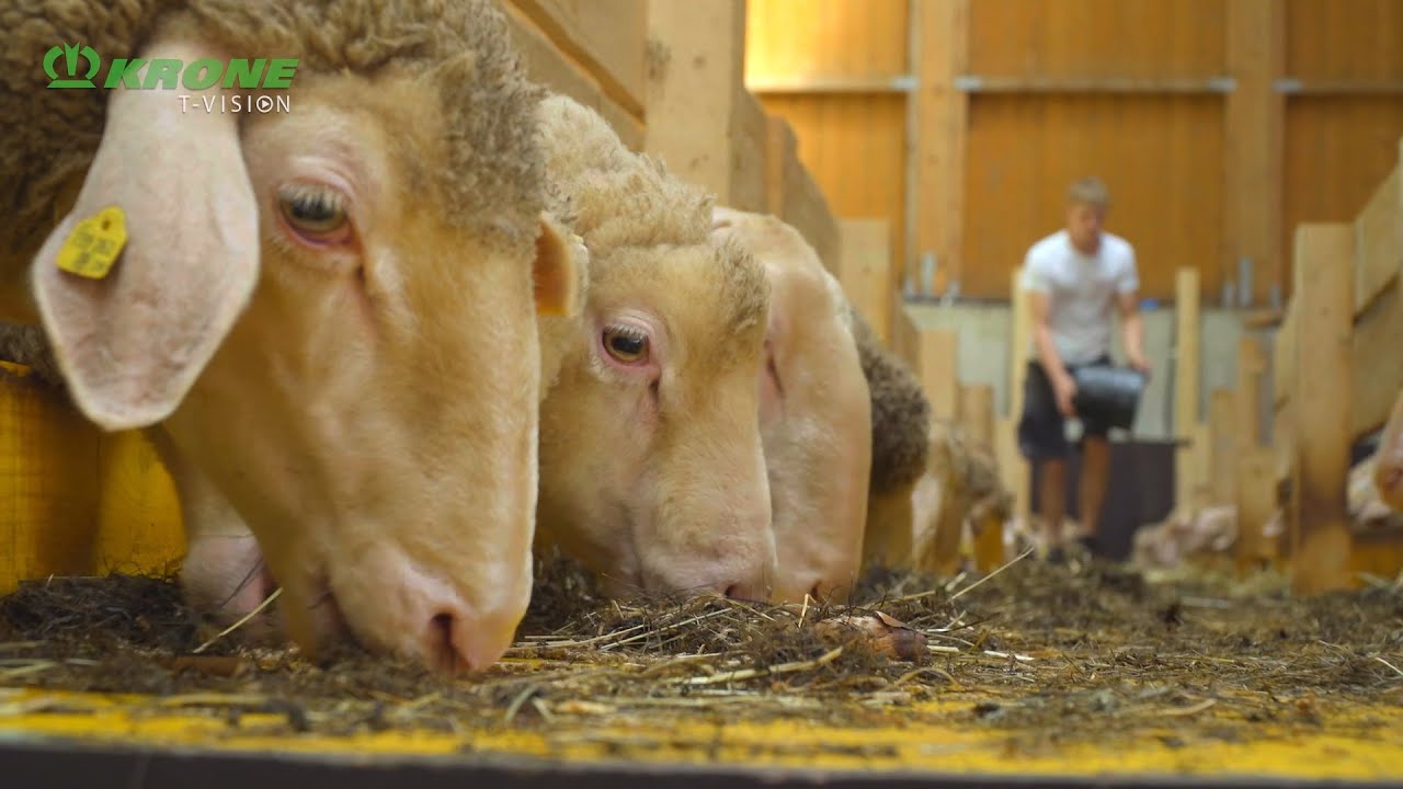 Roman Berger: Wenn aus Schafwolle eine runde Sache wird