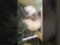 [紀錄珍珠奶茶之雪貂日常］連睡覺都夢到在吃東西😅#ferret #雪貂 #珍珠奶茶 #bubblemilktea #睡覺 #sleep