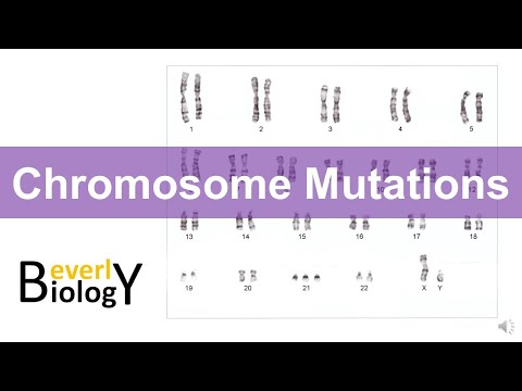 Video: Watter mutasie behels twee chromosome?