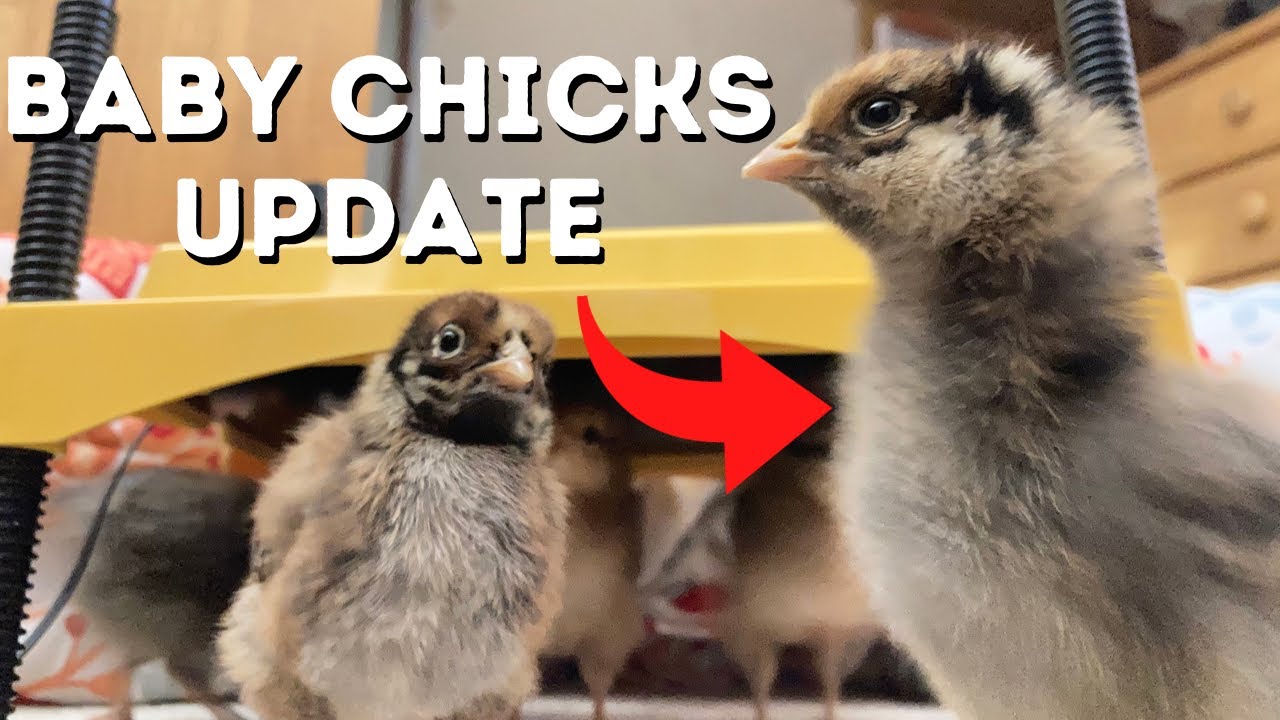 How Are The Baby Chicks Doing YouTube How are the baby chicks doing youtube