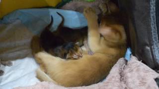 Абиссинские котята (5 недель и 2 дня) милота зашкаливает Абиссинские котята (5 недель и 2 дня) милота зашкаливает