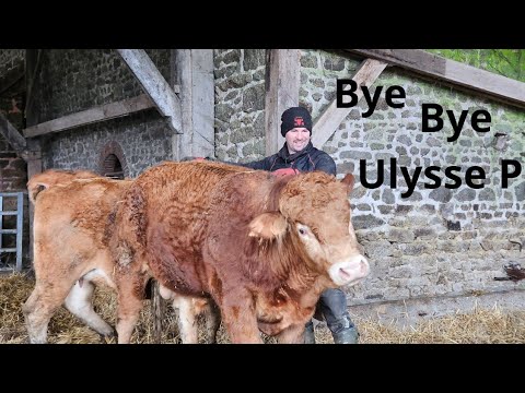 Notre quotidien d'éleveurs 3.25: bye bye Ulysse P