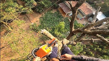 xã tàn cây xà cừ gần 100 năm tuổi tàn nhánh khủng khiếp.  #thạchlộcninh #0911003106