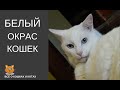 Белый окрас кошек