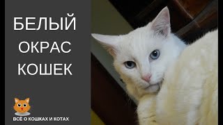 Белый окрас кошек