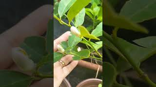 Marcotted lemon 🍋🍋🍋 after transplanting but it's not advisable to bear coz it's so tiny