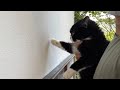 壁を押し返す猫は賢いらしいのでやってみると予想を覆される出来事が起きてしまった