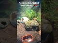 #terrarium #reptiles #cute #leopardgecko adult gecko terrarium set up and Baby gecko set up 🦎❤️