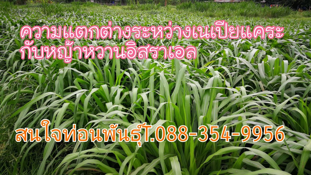 #ความแตกต่างระหว่างหญ้าหวานอิสราเอลกับหญ้าเนเปียแคระ|