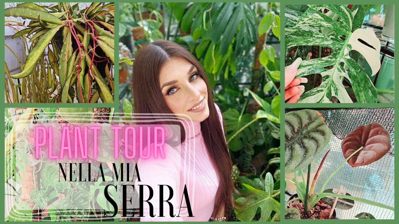 PLANT TOUR || facciamo un giro nella mia serra esterna