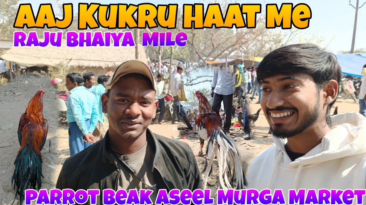 Kukru Haat Market New Collection Video Parrot Beak Aseel Murga Market Video Aseel Murga Market 