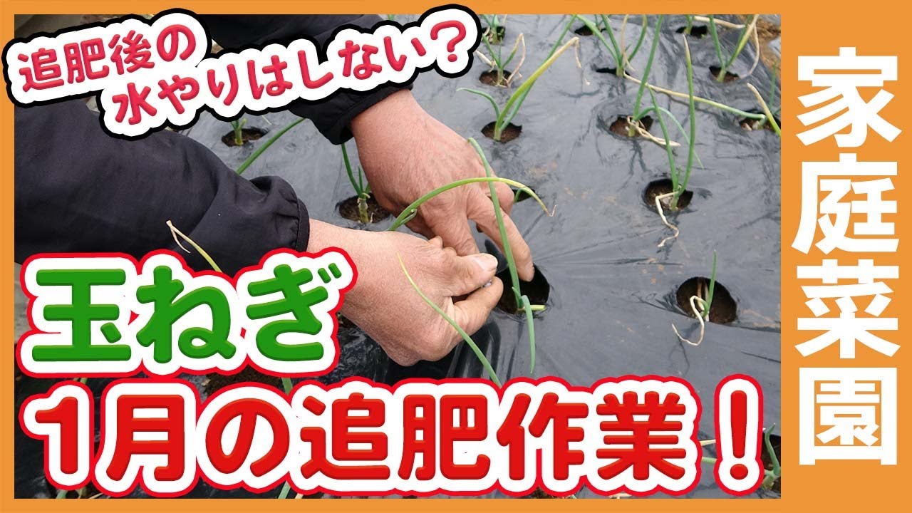 1月玉ねぎ栽培の追肥 追肥後は水やりしない 家庭菜園や農園で使う資材や化成肥料分量を徹底解説 Topdressing Onions In The Vegetable Garden In Jan Youtube