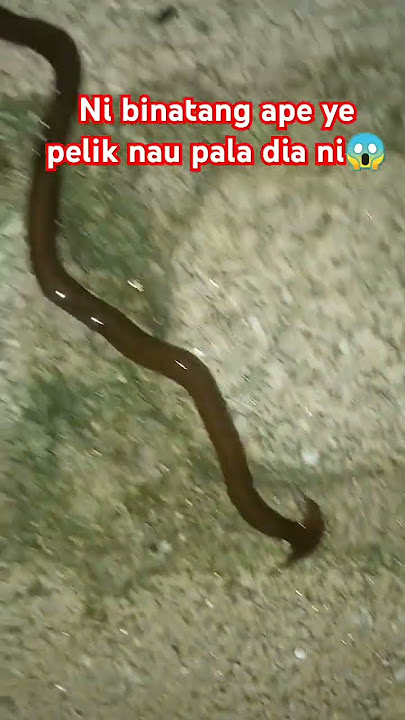 Ada sape sape tau ke ni binatang spesis apa ni 1st time nampak #shortsviral #shortsfeed