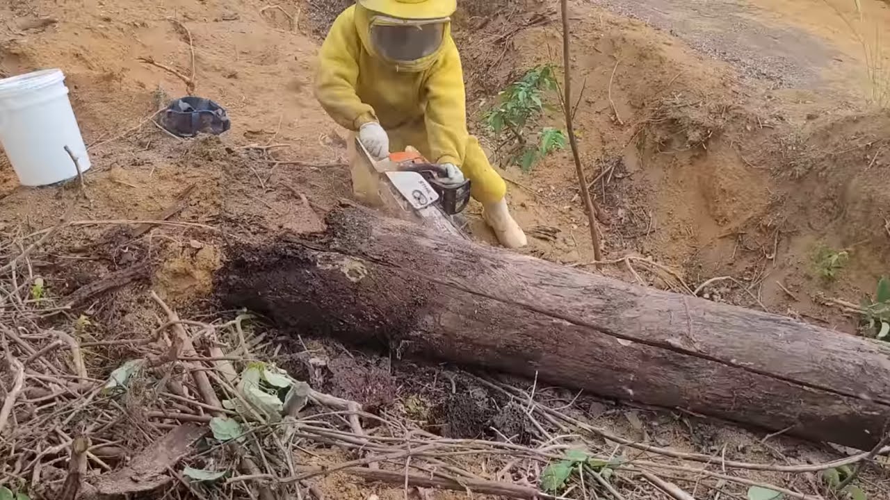 CAPTURA de Abelhas no TOCO na beira da ESTRADA / RESGATE 🐝