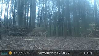 Cain cam 250213