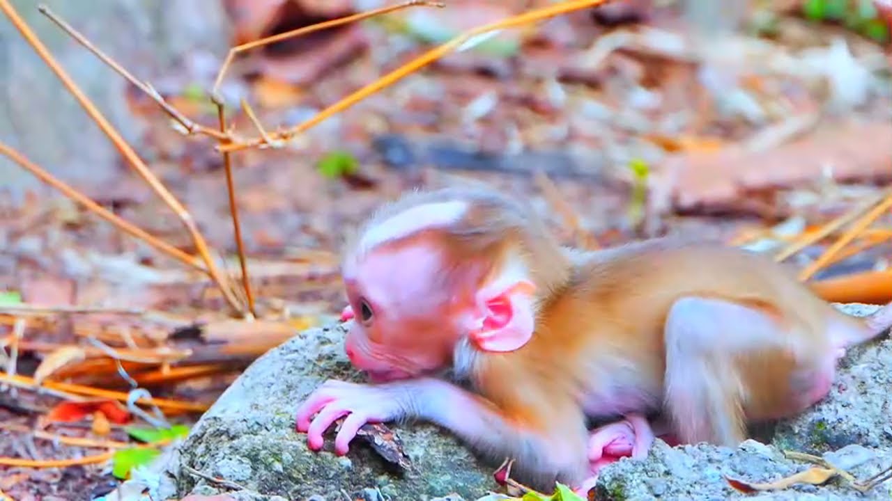 Bug Mom Luna please comfort him, What's going on Baby Luno?