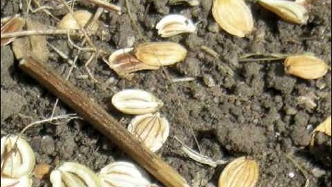 Seedsavers - Parsnip