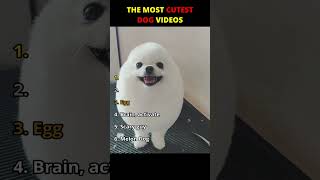 The cutest dog videos on the internet | day 3 #dogs #popular #cute #trending #funny #meme #puppy