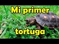 MI TORTUGA DE TIERRA- Consejos, tips y más