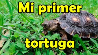 MI TORTUGA DE TIERRA- Consejos, tips y más