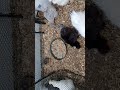 Baby Chickens Snack