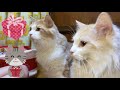 視聴者さんからプレゼントをもらって大はしゃぎする子猫たち【ぽしゃっけ】