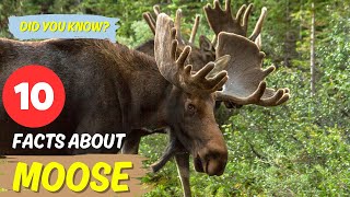 10 Fascinating Facts About Moose 🦌