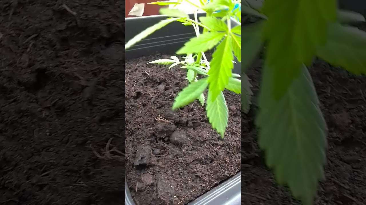 Amnesia Haze 🐰 Auto 