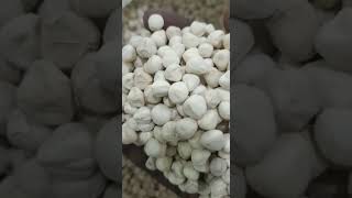 Moringa seed increases sperm count  முருங்கை விதை சாப்பிட்டால் 100 % குழந்தை பேறு உறுதி