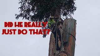Cutting a massive eucalyptus tree!