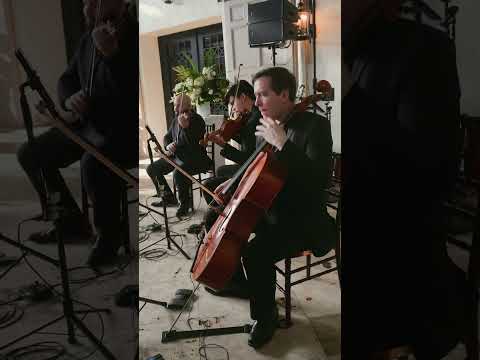 Fox Chop Trio - Dance Monkey