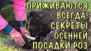 видео: ХОТИТЕ чтобы РОЗЫ НЕ ПОГИБЛИ? Посадите ИХ ТАК! Посадка РОЗ ОСЕНЬЮ! ПОДРОБНАЯ ИНСТРУКЦИЯ для НОВИЧКОВ картинка: ХОТИТЕ чтобы РОЗЫ НЕ ПОГИБЛИ? Посадите ИХ ТАК! Посадка РОЗ ОСЕНЬЮ! ПОДРОБНАЯ ИНСТРУКЦИЯ для НОВИЧКОВ