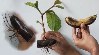 Put Guava Cuttings In Ripe Banana What Happens After 25 Days Will Surprise You