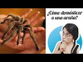 Cómo domesticar a una araña?