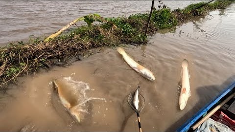 Đi Đồng bơm trúng cá lóc,, kích cá miền tây,, kênh htgc tập 258