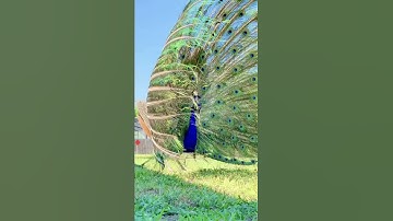 Peacock Dancing with Full Feather Display || ViralHog