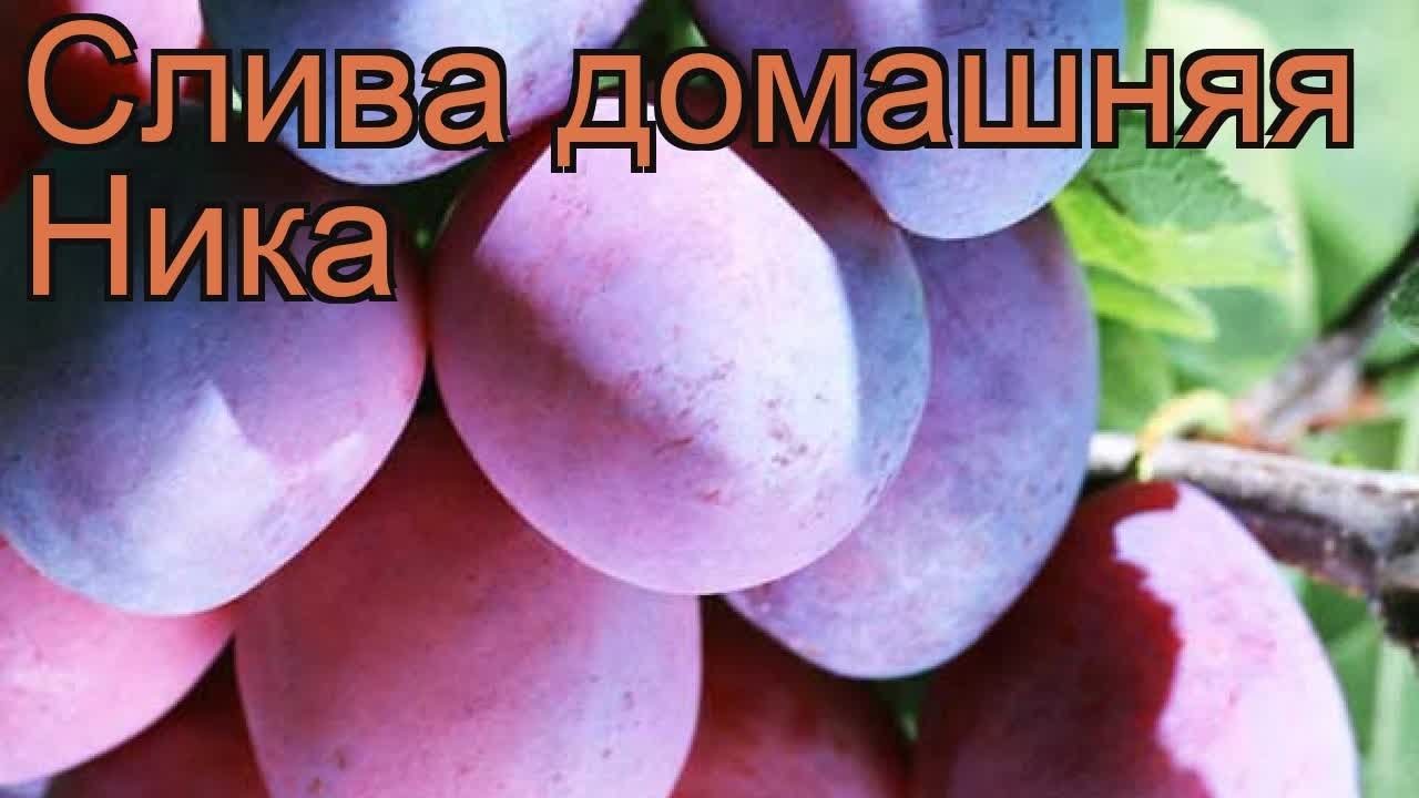 Слива Ника Фото