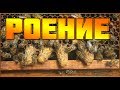 Роение пчел.Первые признаки