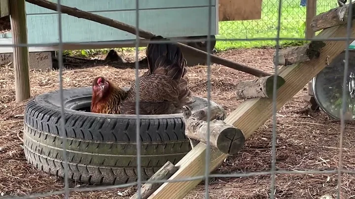 The Great Chicken Race 2022
