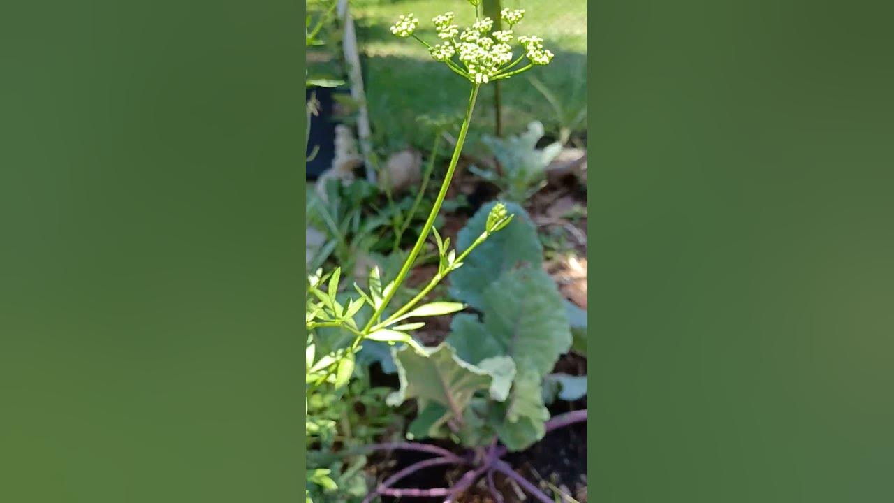 Parsley going to seed zone9b YouTube