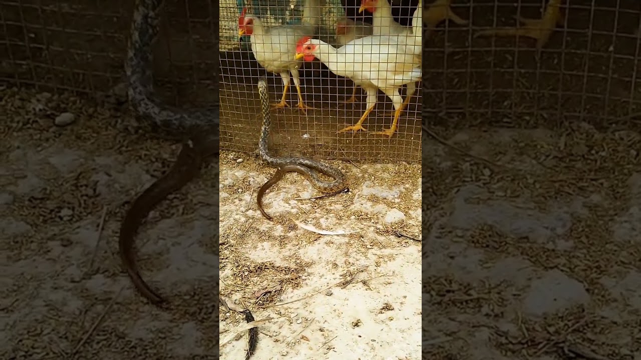 chicken 🐓🐔 and snake unique 🐍🐍 fight